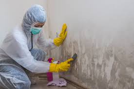 Professional Mold Removal in Clever, MO